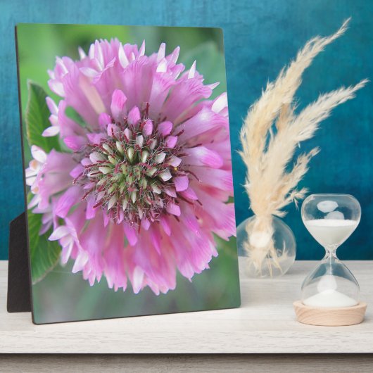 Einzigrosa Blüte Fotoplatte (Seite)