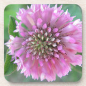 Einzigrosa Blüte Getränkeuntersetzer (Vorderseite)