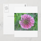 Einzigrosa Blüte Postkarte (Vorne/Hinten)