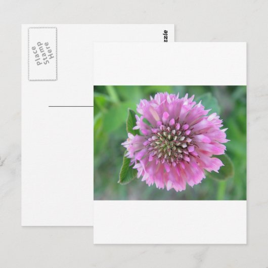 Einzigrosa Blüte Postkarte (Vorne/Hinten)