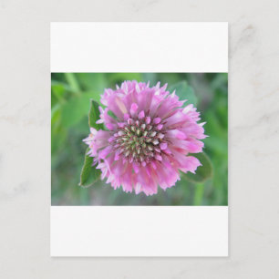 Einzigrosa Blüte Postkarte