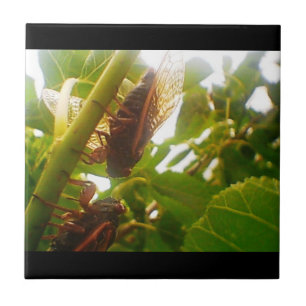 Einzugs-Länderzuordnungen Fliese