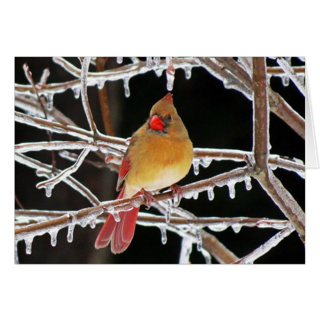 Eis-Prinzessin (Vorderseite (Horizontal))