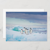 Eis und Schnee | Adelie Penguins Antarktis Dankeskarte (Vorne/Hinten)