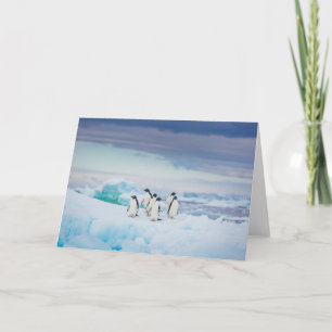 Eis und Schnee   Adelie Penguins Antarktis Karte