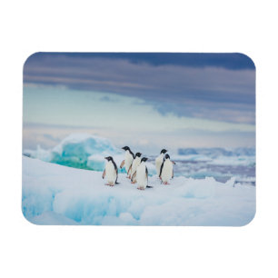 Eis und Schnee   Adelie Penguins Antarktis Magnet