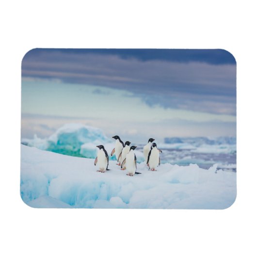 Eis und Schnee | Adelie Penguins Antarktis Magnet (Horizontal)