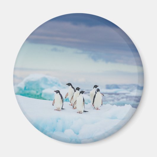 Eis und Schnee | Adelie Penguins Antarktis Magnet (Vorne)