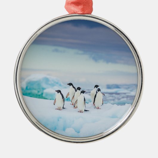 Eis und Schnee | Adelie Penguins Antarktis Ornament Aus Metall (Vorne)