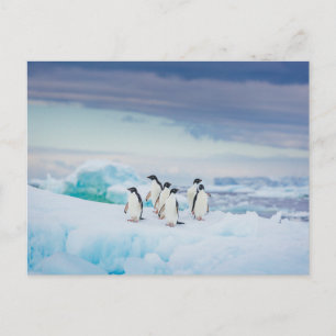 Eis und Schnee   Adelie Penguins Antarktis Postkarte