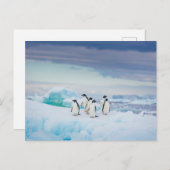 Eis und Schnee | Adelie Penguins Antarktis Postkarte (Vorne/Hinten)