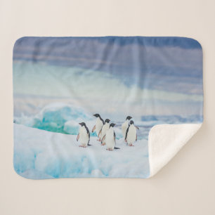 Eis und Schnee   Adelie Penguins Antarktis Sherpadecke