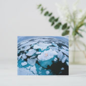 Eis und Schnee | Eisbär, arktischer Ozean, Svalbar Postkarte (Stehend Vorderseite)