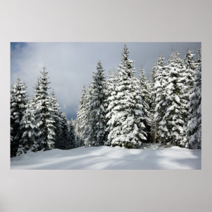 Eis und Schnee   Pine Woodland, Österreich Poster