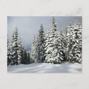 Eis und Schnee   Pine Woodland, Österreich Postkarte