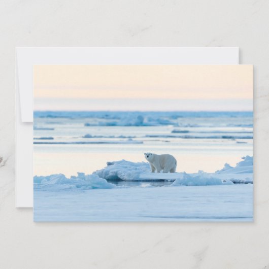 Eis und Schnee | Polar Bear Iceberg Norwegen Dankeskarte (Vorderseite)