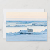 Eis und Schnee | Polar Bear Iceberg Norwegen