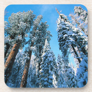 Eis und Schnee   Sequoia National Park, Kalifornie Getränkeuntersetzer