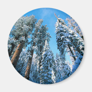 Eis und Schnee   Sequoia National Park, Kalifornie Magnet