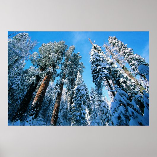 Eis und Schnee | Sequoia National Park, Kalifornie Poster (Vorne)