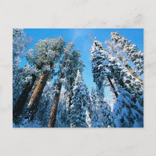 Eis und Schnee   Sequoia National Park, Kalifornie Postkarte