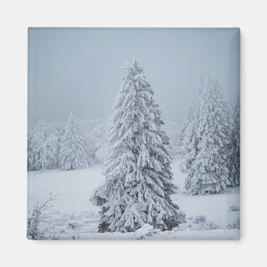 Eis und Schnee | Wald, Schweizer Alpen Magnet (Vorne)