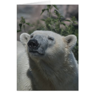 Eisbär