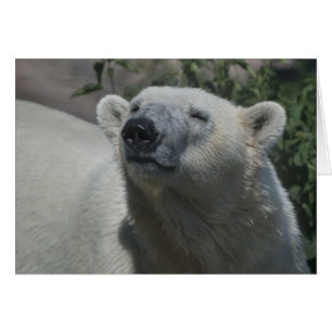Eisbär