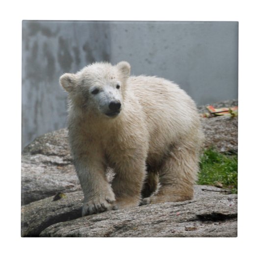 Eisbär 010 fliese (Vorderseite)