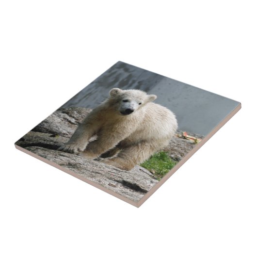 Eisbär 010 fliese (Seite)