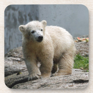 Eisbär 010 getränkeuntersetzer