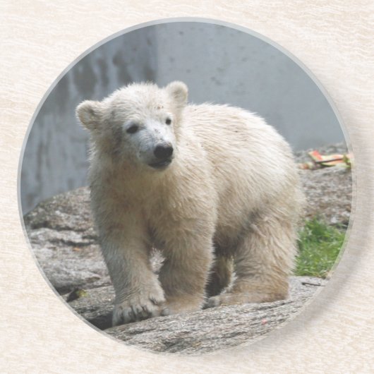 Eisbär 010 untersetzer (Vorne)