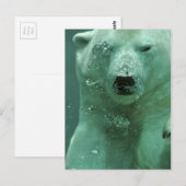 Eisbär-4069 Postkarte (Vorne/Hinten)