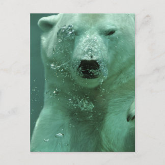 Eisbär-4069 Postkarte