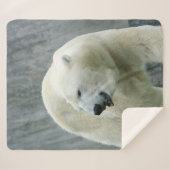 Eisbär 519-1 sherpadecke (Vorderseite (Horizontal))