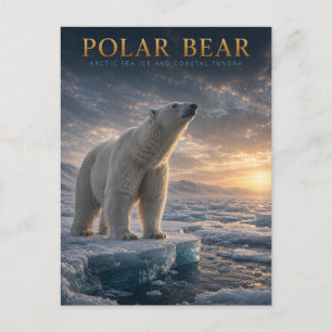 Eisbär Arktis Meereis TIERE Postkarte