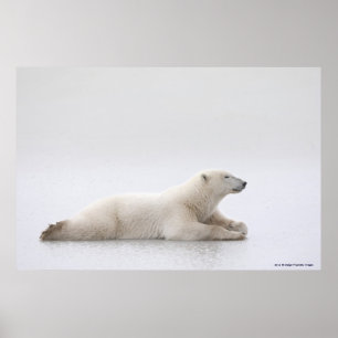 Eisbär auf einem Eissee Poster