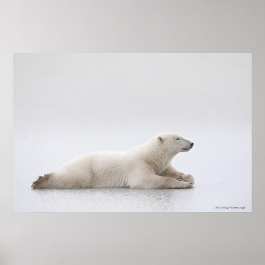 Eisbär auf einem Eissee Poster (Vorne)