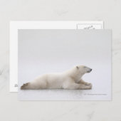 Eisbär auf einem Eissee Postkarte (Vorne/Hinten)
