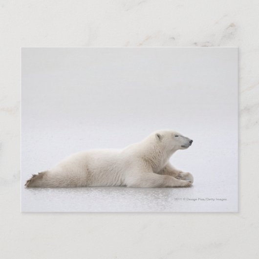 Eisbär auf einem Eissee Postkarte (Vorderseite)