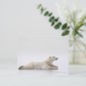 Eisbär auf einem Eissee Postkarte (Stehend Vorderseite)