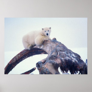 Eisbär auf einem Oberkieferknochen eines Grönlandw Poster