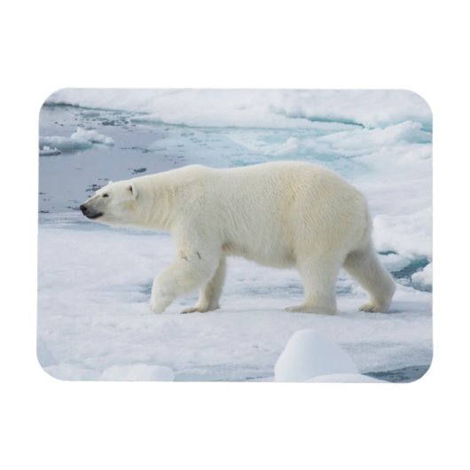 Eisbär beim Gehen, Norwegen Magnet (Horizontal)