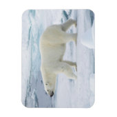 Eisbär beim Gehen, Norwegen Magnet (Vertikal)