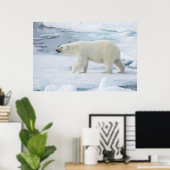 Eisbär beim Gehen, Norwegen Poster (Heimbüro)