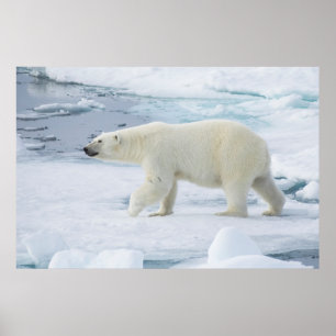 Eisbär beim Gehen, Norwegen Poster