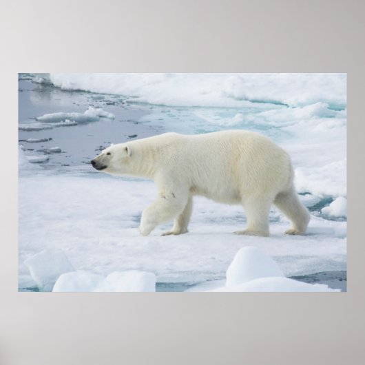 Eisbär beim Gehen, Norwegen Poster (Vorne)