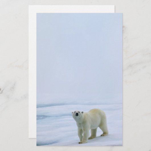 Eisbär-Briefpapier Briefpapier (Vorne/Hinten)