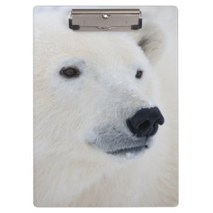 Eisbär Churchill Klemmbrett