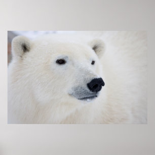 Eisbär Churchill Poster